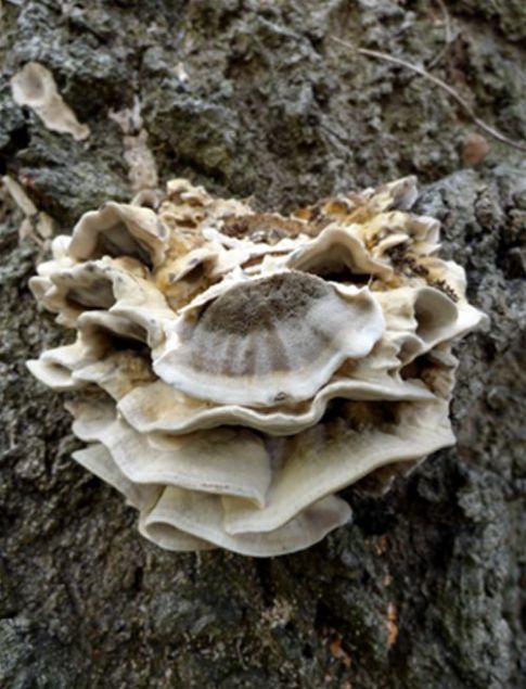 The greyish underside of the bracket taken from English oak in Fryerns, Essex